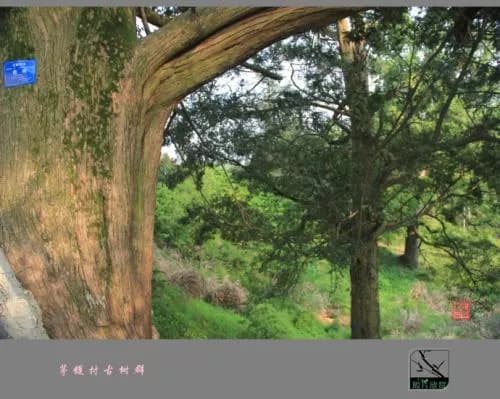 茅镬古树群
