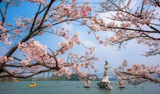 樱洲