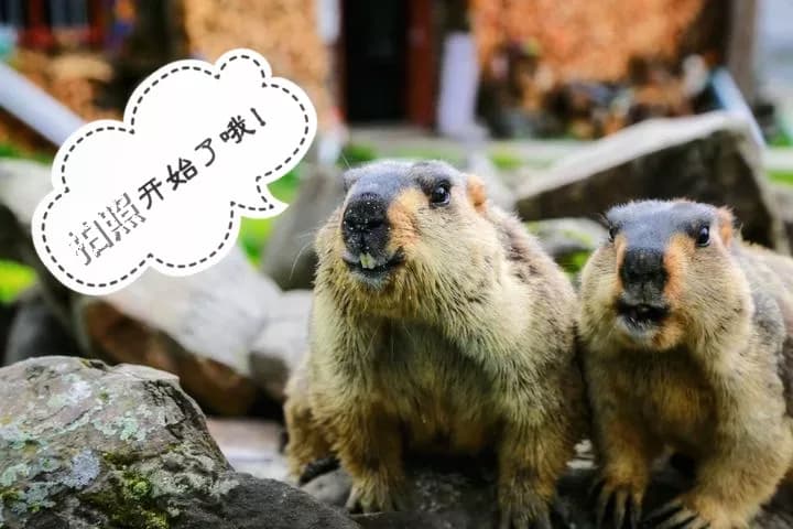丹巴