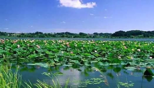 荷花海国家森林公园