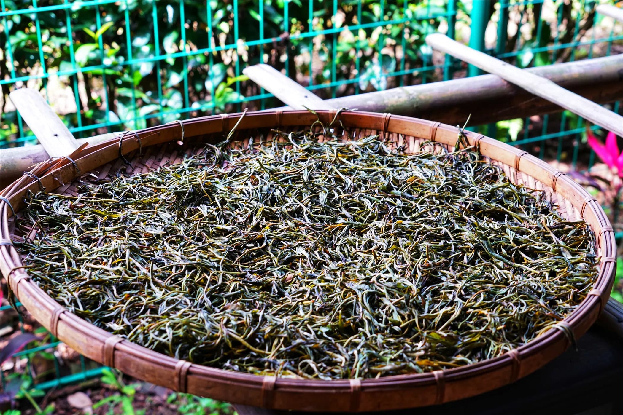 茶马古道-鹦哥嘴