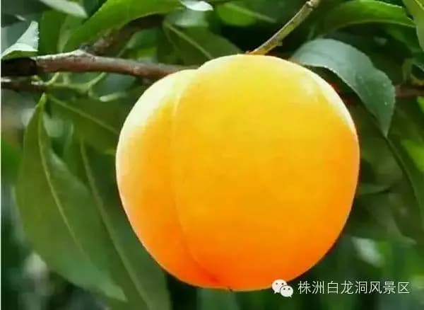 湘东（萍乡）苏维埃政府旧址