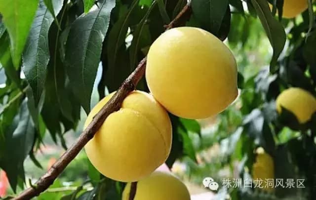 湘东（萍乡）苏维埃政府旧址