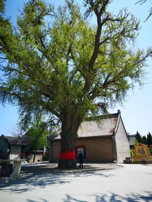 西营子古城址