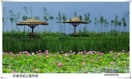 柳壕湿地公园