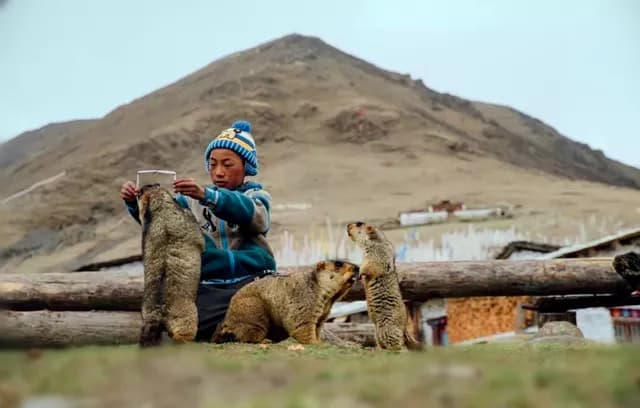 丹巴