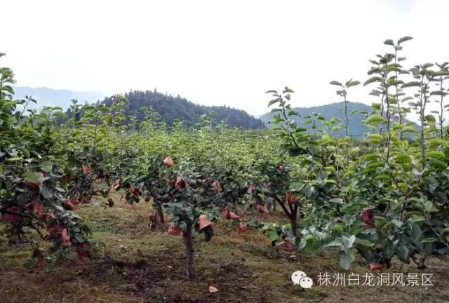 湘东（萍乡）苏维埃政府旧址