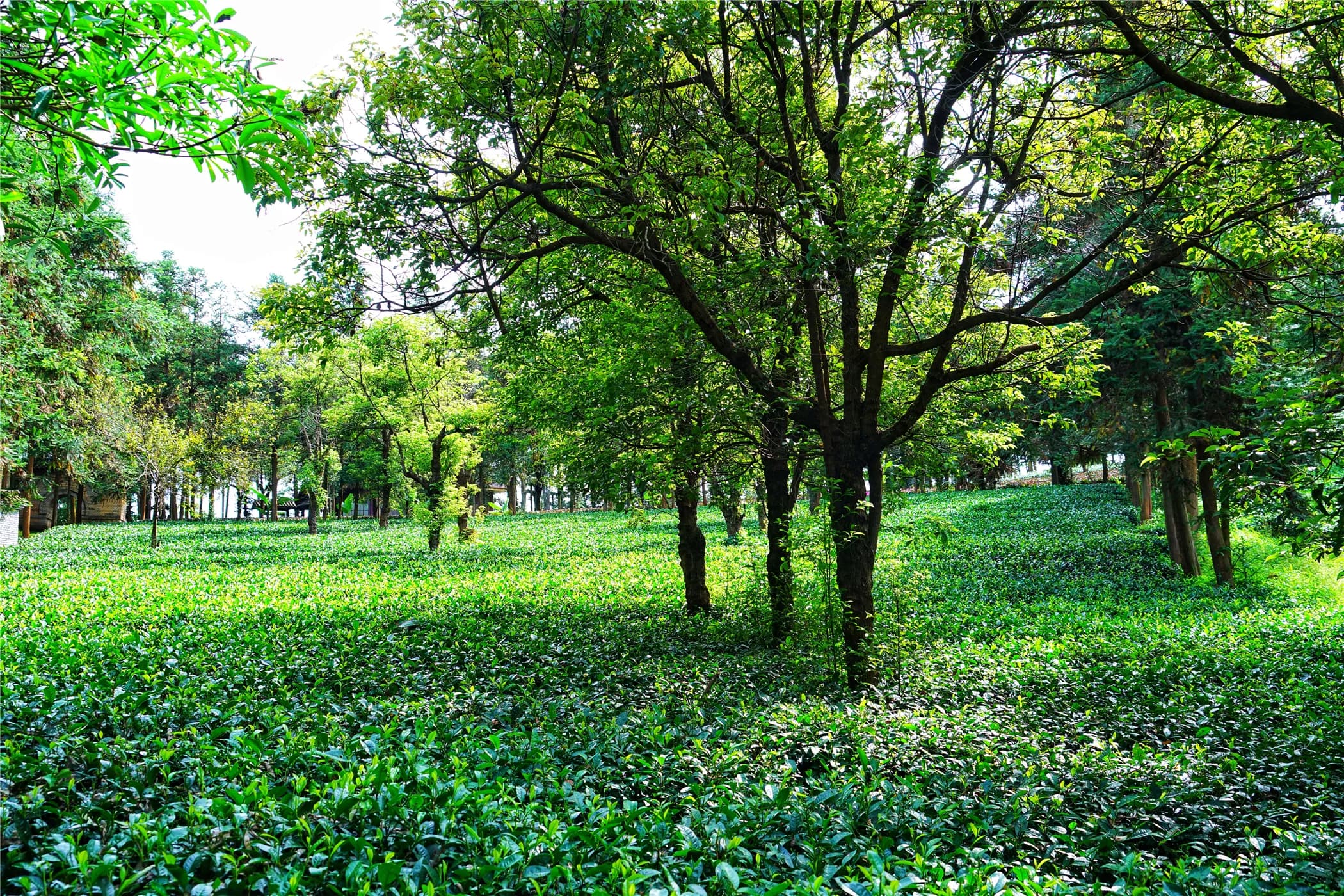 茶马古道-鹦哥嘴