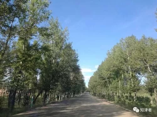 边塞古杨