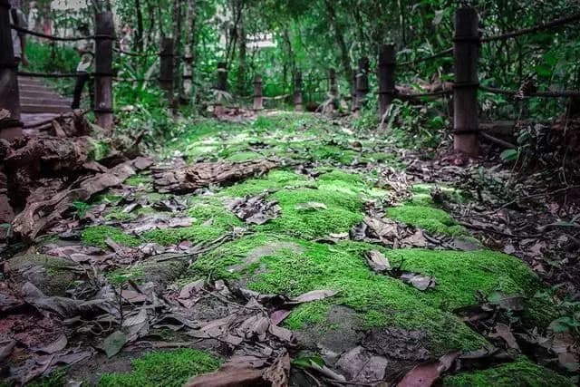 茶马古道-鹦哥嘴