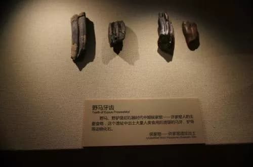 许家窑-侯家窑遗址
