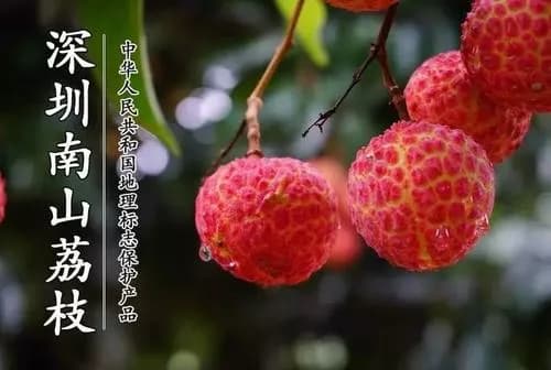 深圳荔枝世界（西丽果场）