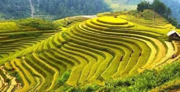 蛇离梯田