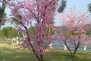 阳西咸水矿温泉