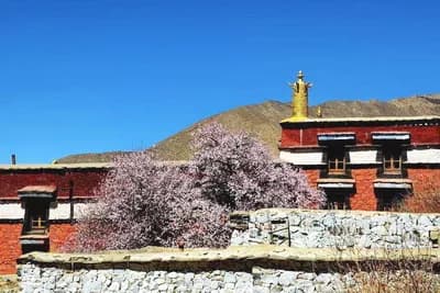 木勒雍仲林寺