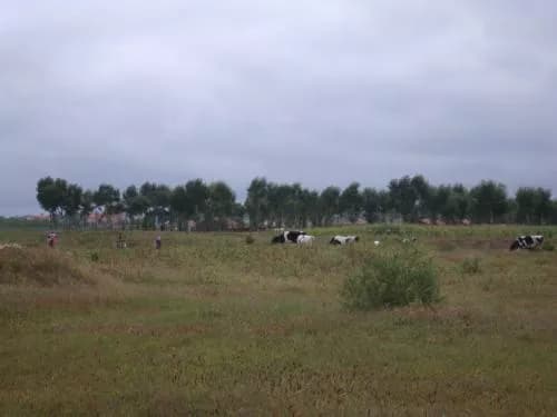 大山种羊场遗址