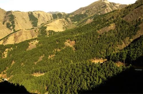 黑龙寺山林