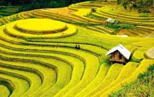 五山梯田