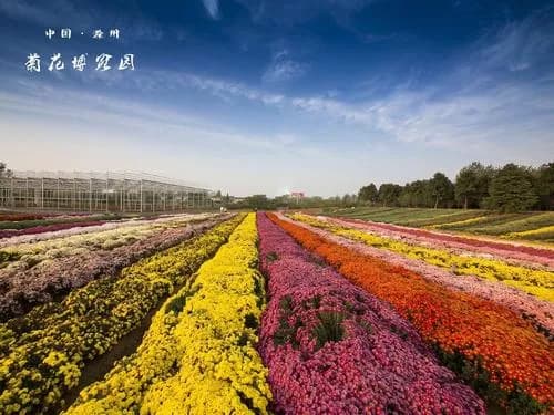 菊花博览园