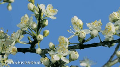 封和要墓志铭