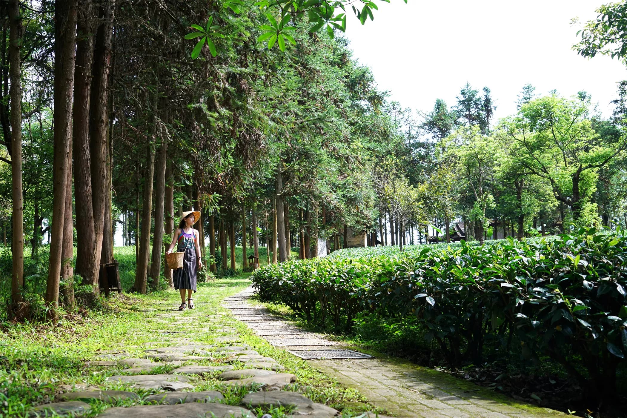 茶马古道-鹦哥嘴