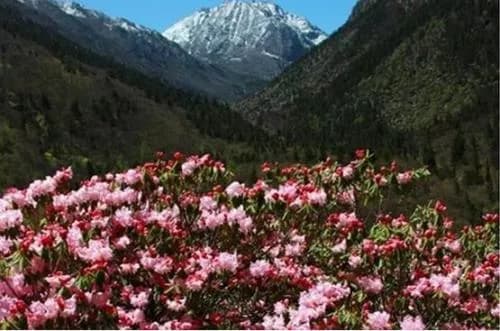 杜鹃峡