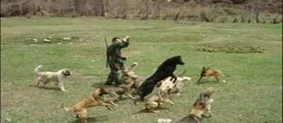 阿尔金山国际狩猎场