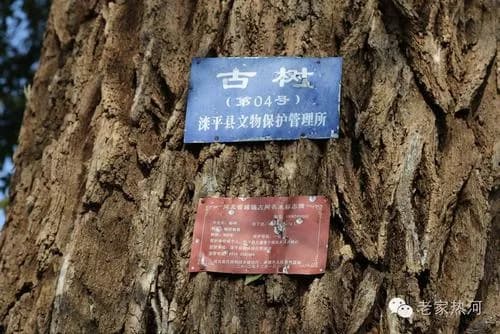 五道营子遗址