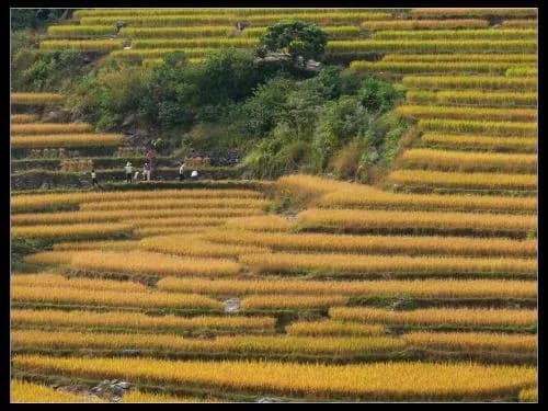 角峰梯田