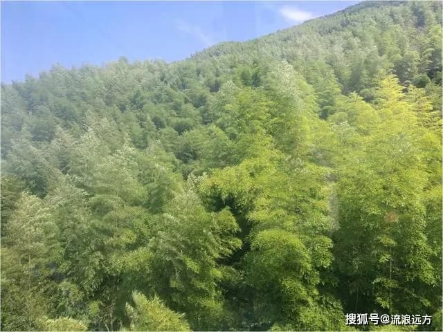 睡美人