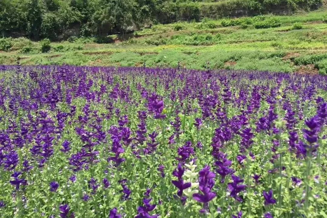 长和生态园