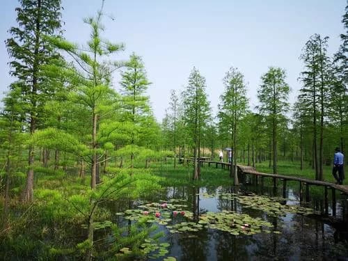 来安池杉湖省级湿地公园