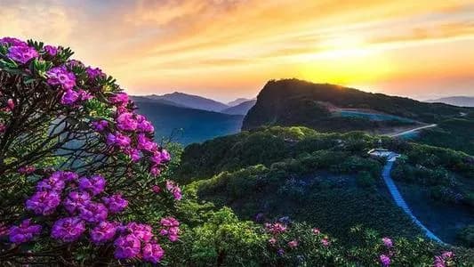 高山杜鹃林