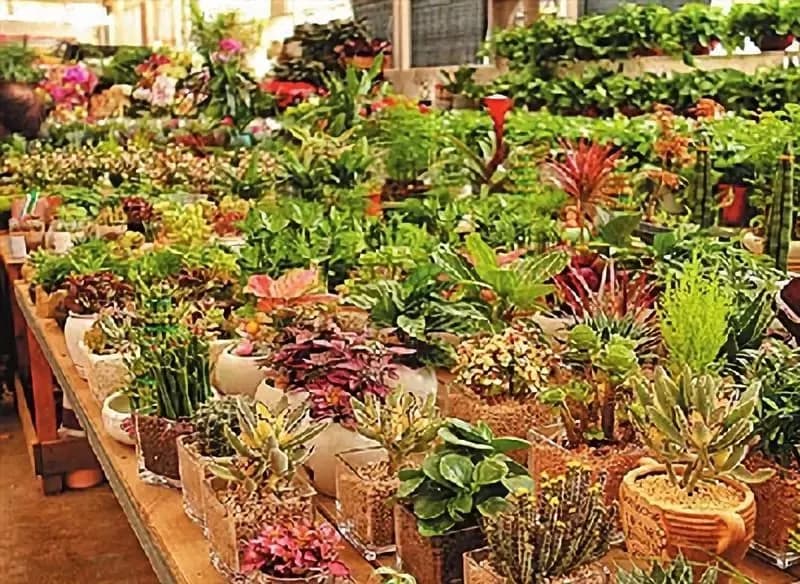 百花景区