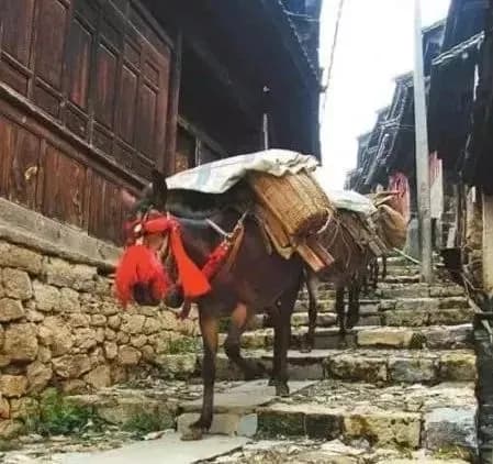 茶马古道-鹦哥嘴