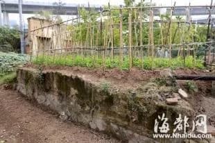 魁岐炮台