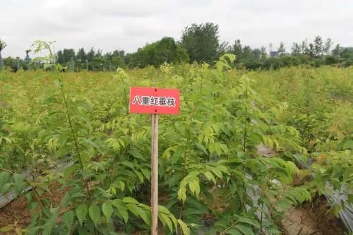 山东瑞冠花木基地