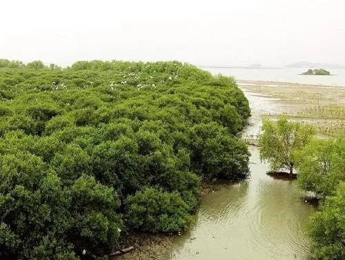 盐洲红树林保护区