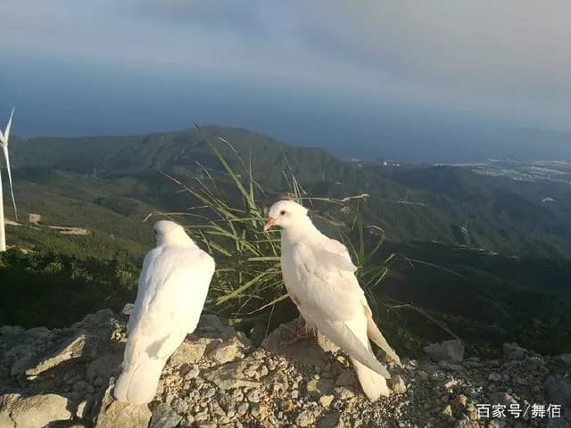 盐洲岛